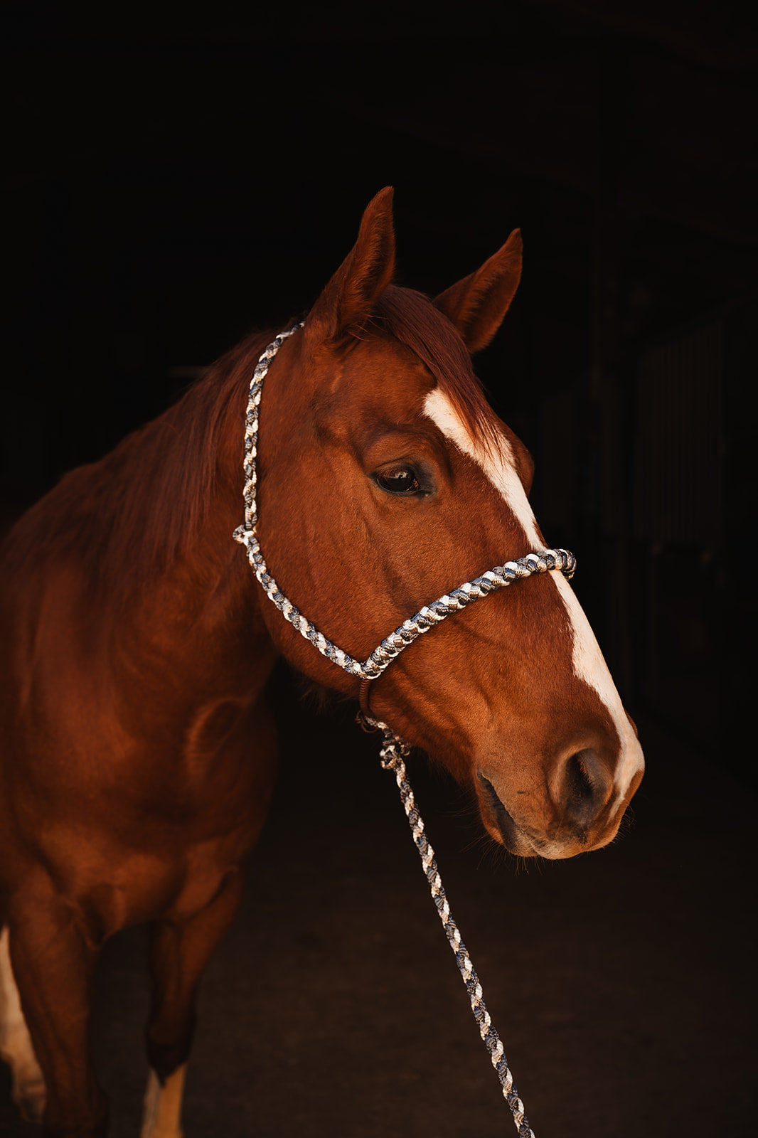 Lariat Mule Tape Halter + Lead (braided nose)