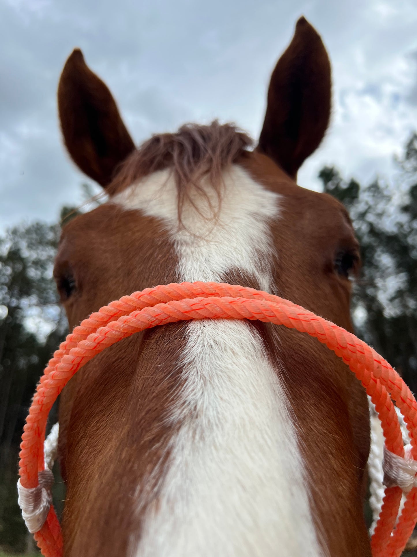 IN STOCK Mule Tape Halter + Lead