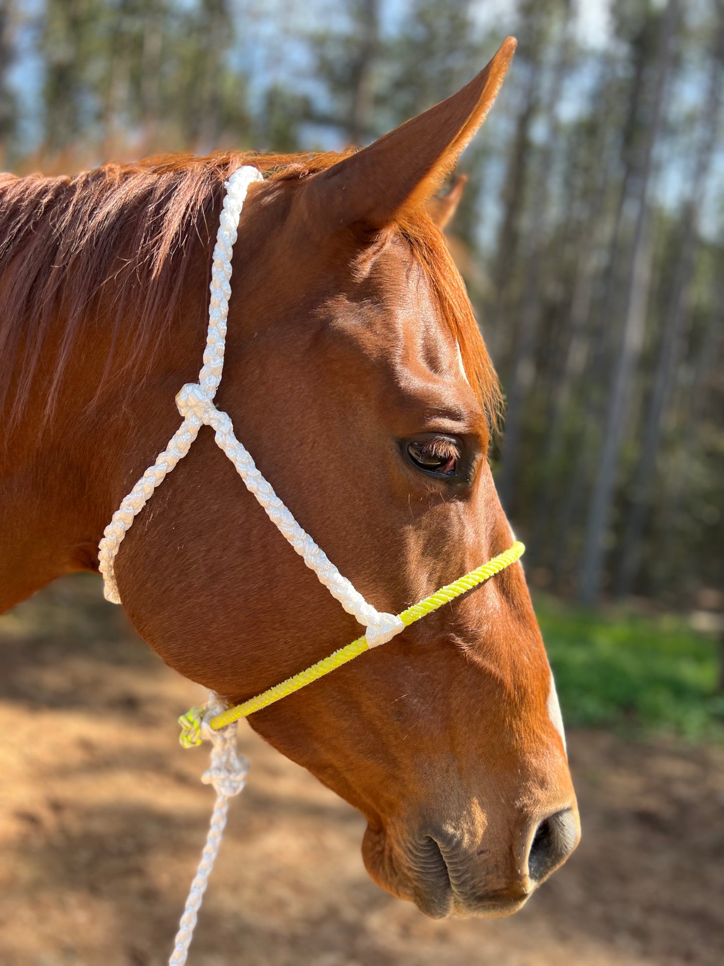 IN STOCK Mule Tape Halter + Lead