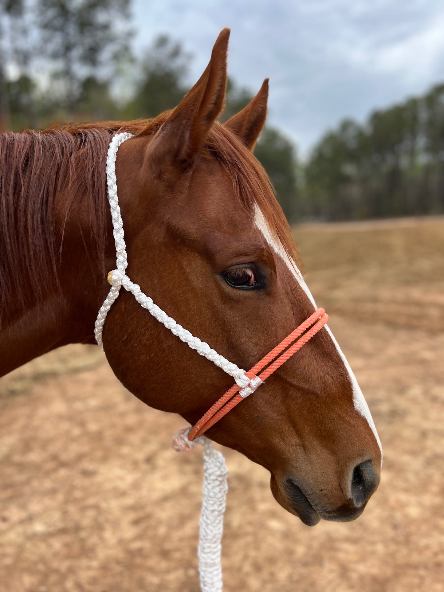 IN STOCK Mule Tape Halter + Lead