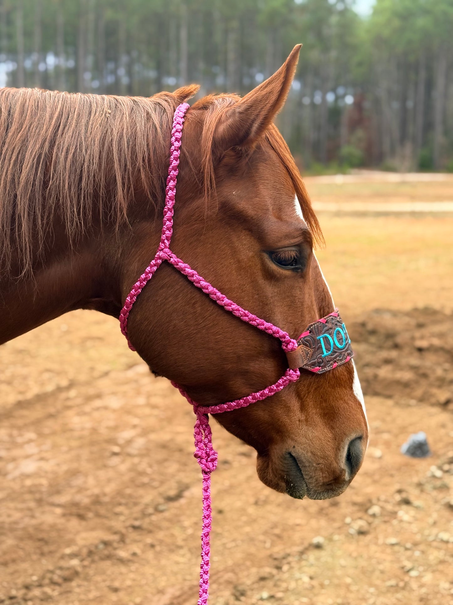 No Nose Mule Tape Halter