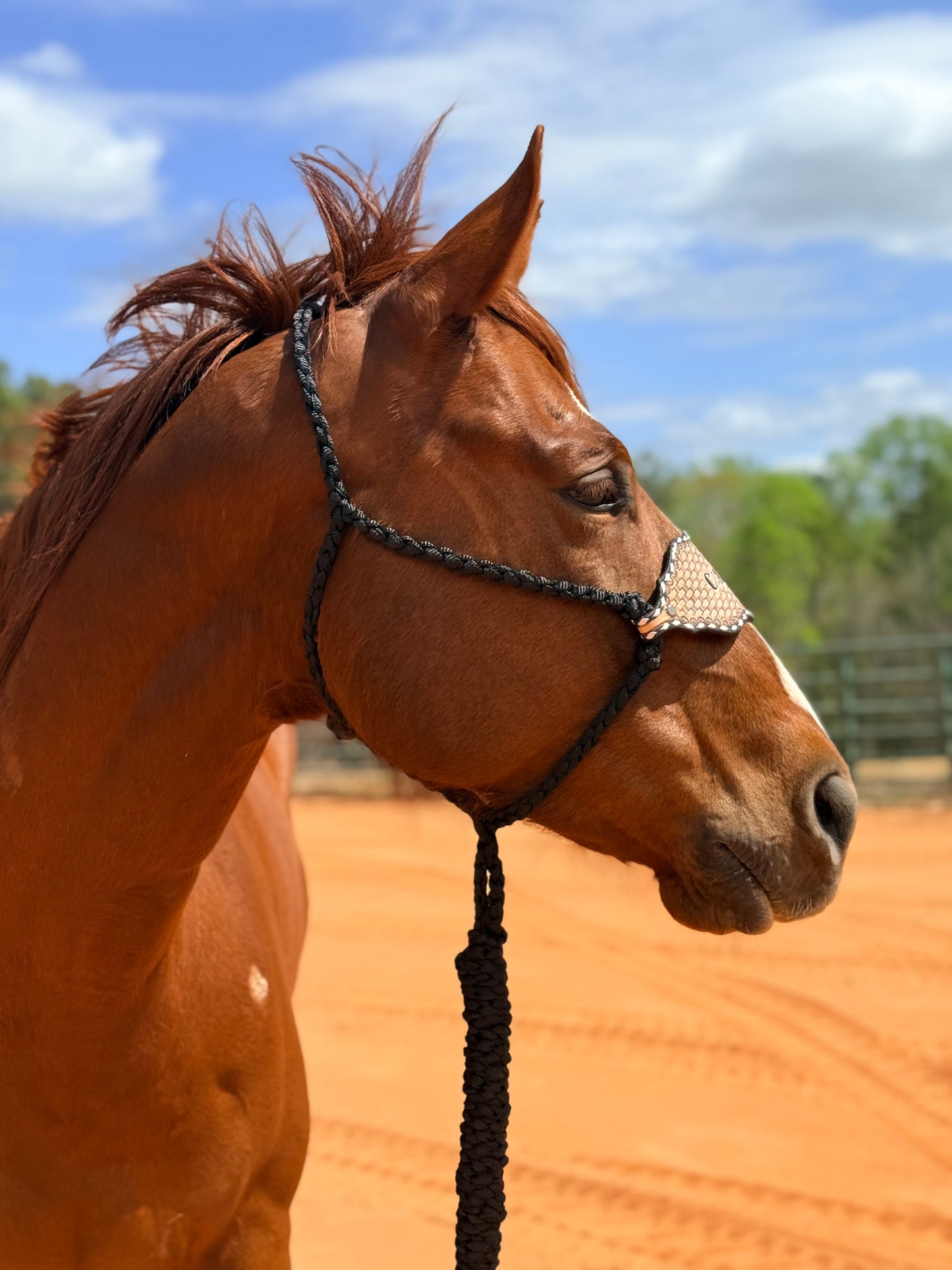 *Custom Bronc Nose Mule Tape Halter + Lead
