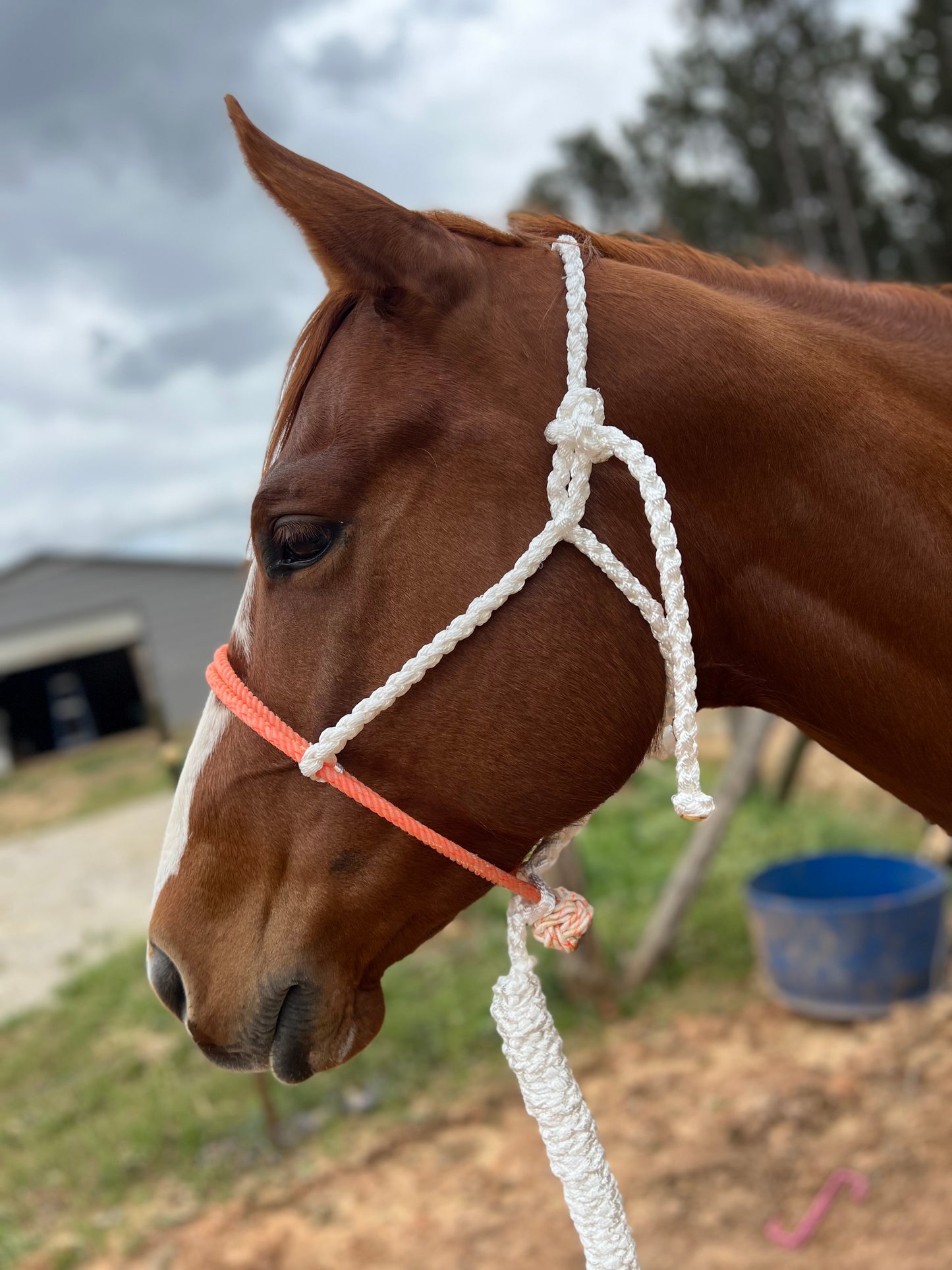 IN STOCK Mule Tape Halter + Lead