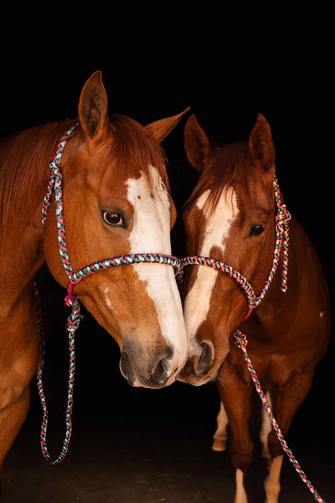 Lariat Mule Tape Halter + Lead (braided nose)