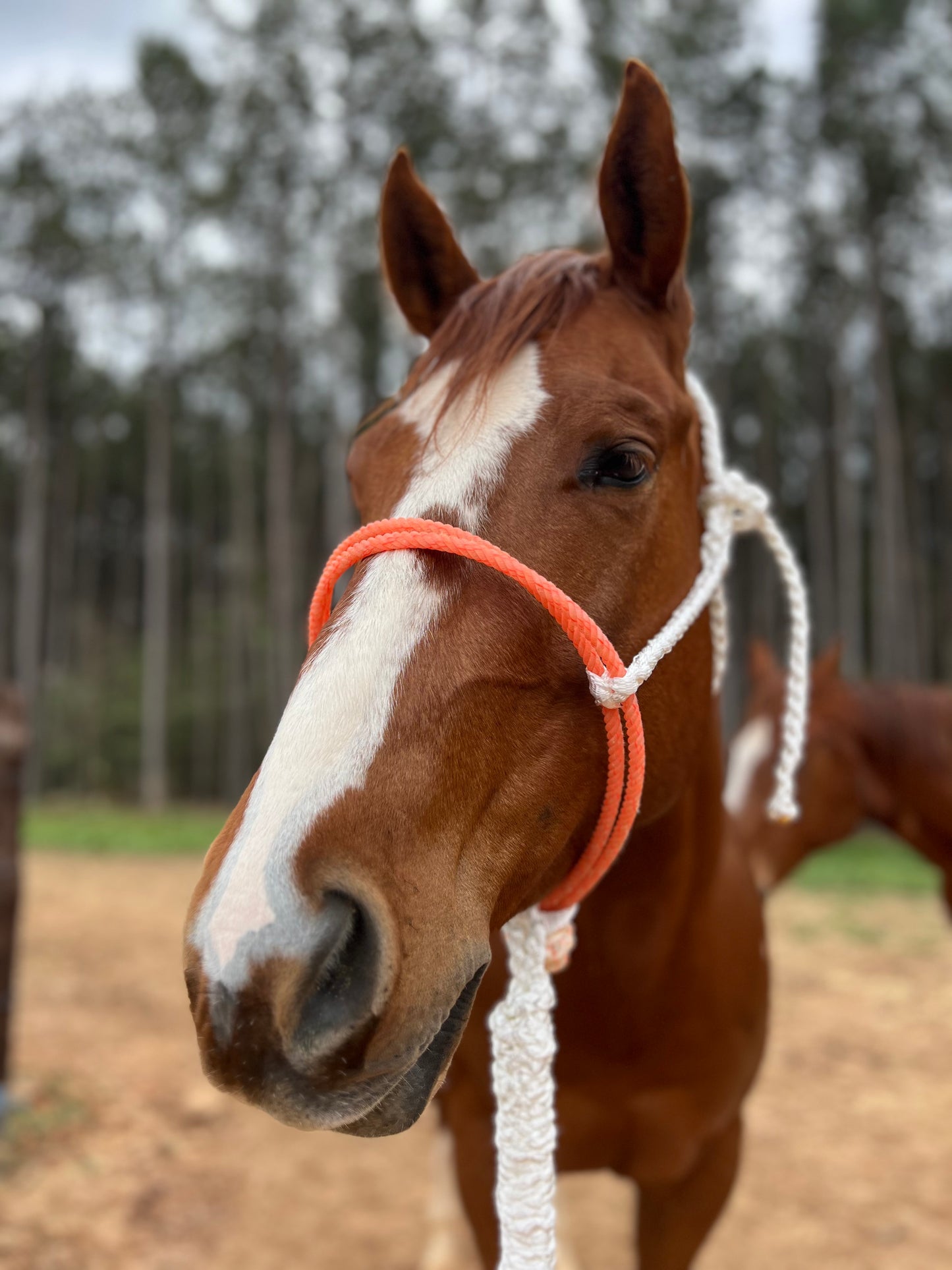 IN STOCK Mule Tape Halter + Lead