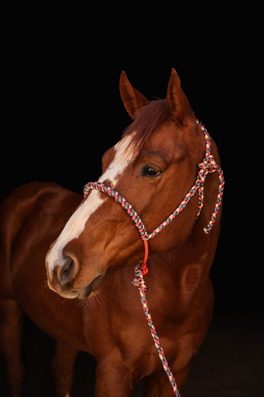 Lariat Mule Tape Halter + Lead (braided nose)
