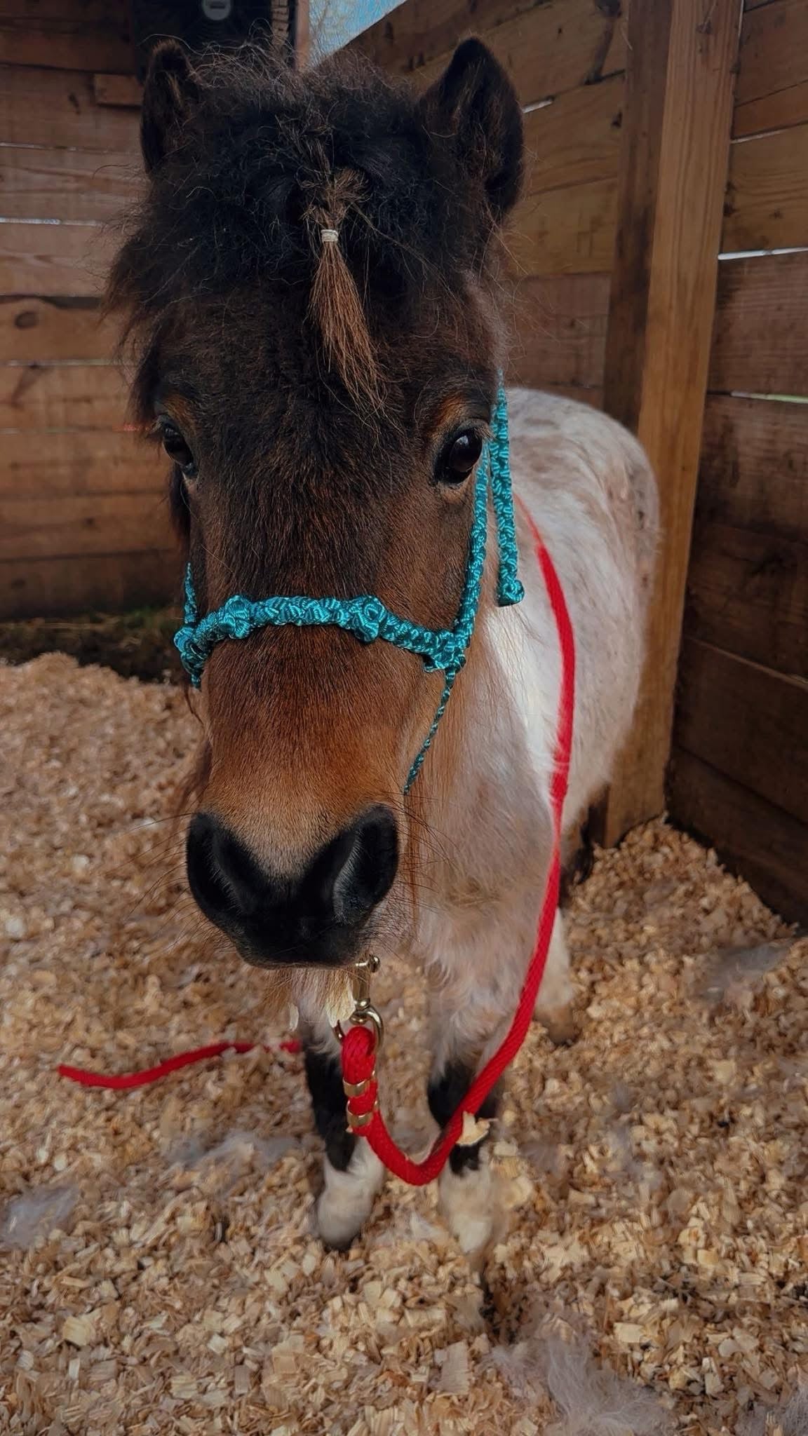 Knotty Nose Mule Tape Halter