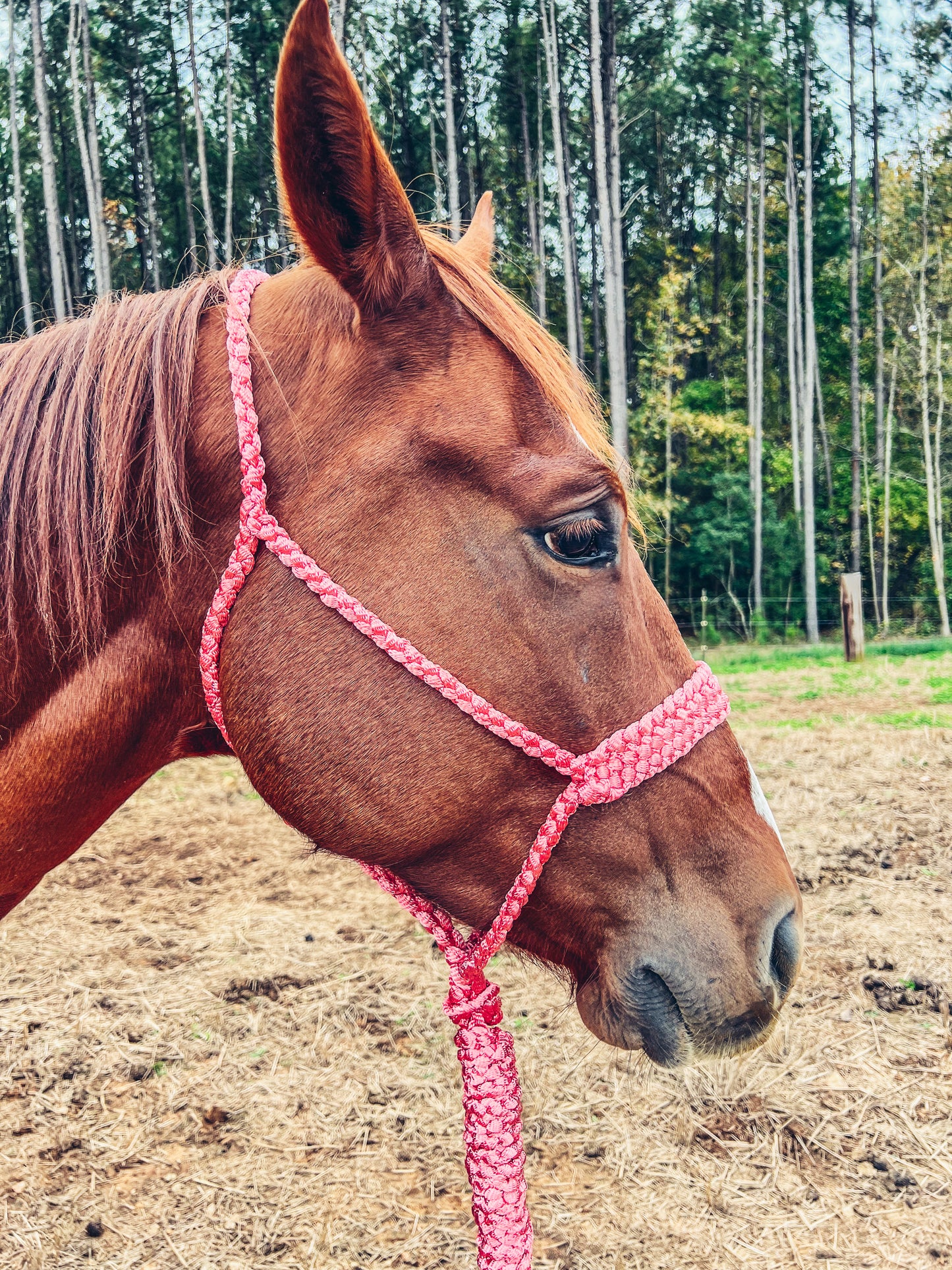 One Color Mule Tape Halter + Lead