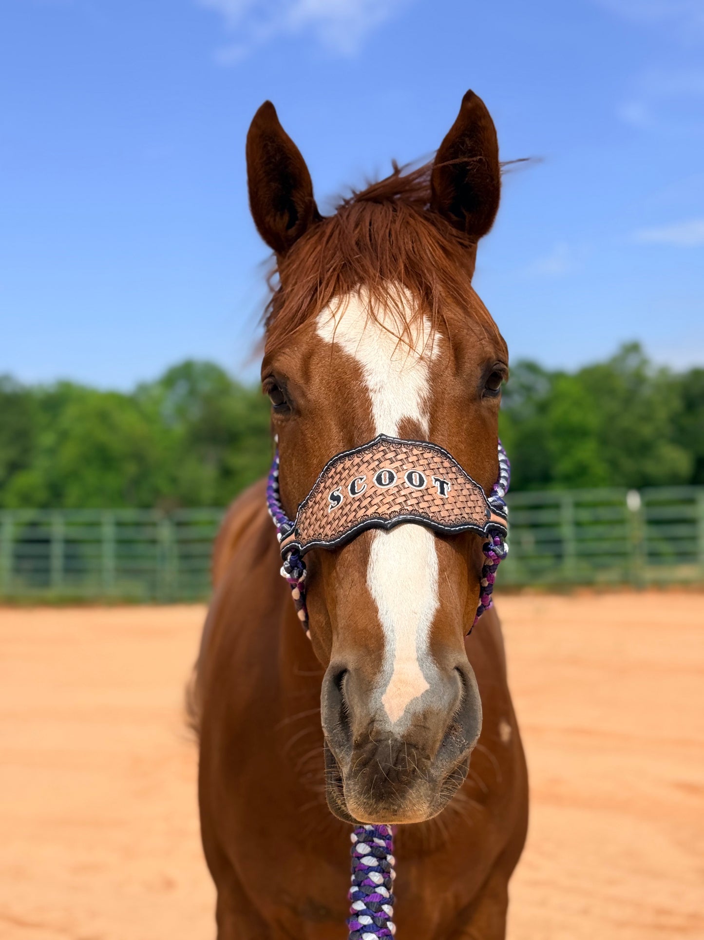 *Custom Bronc Nose Mule Tape Halter + Lead