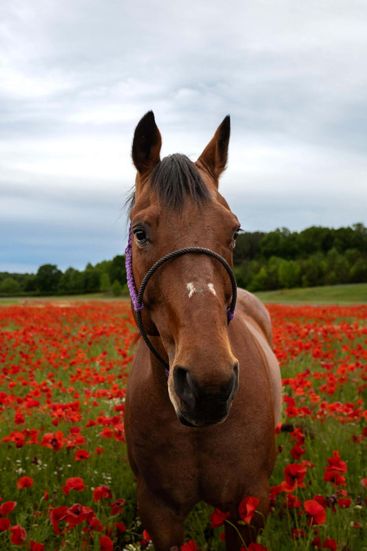 *Lariat Mule Tape Halter + Lead