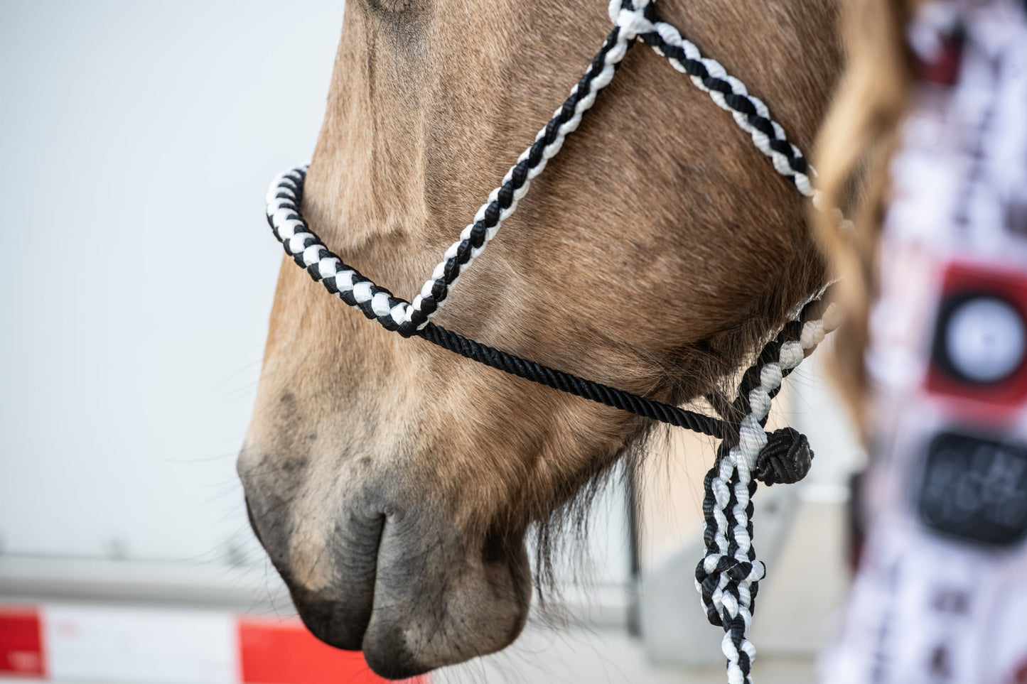 *Lariat Mule Tape Halter + Lead (braided nose)