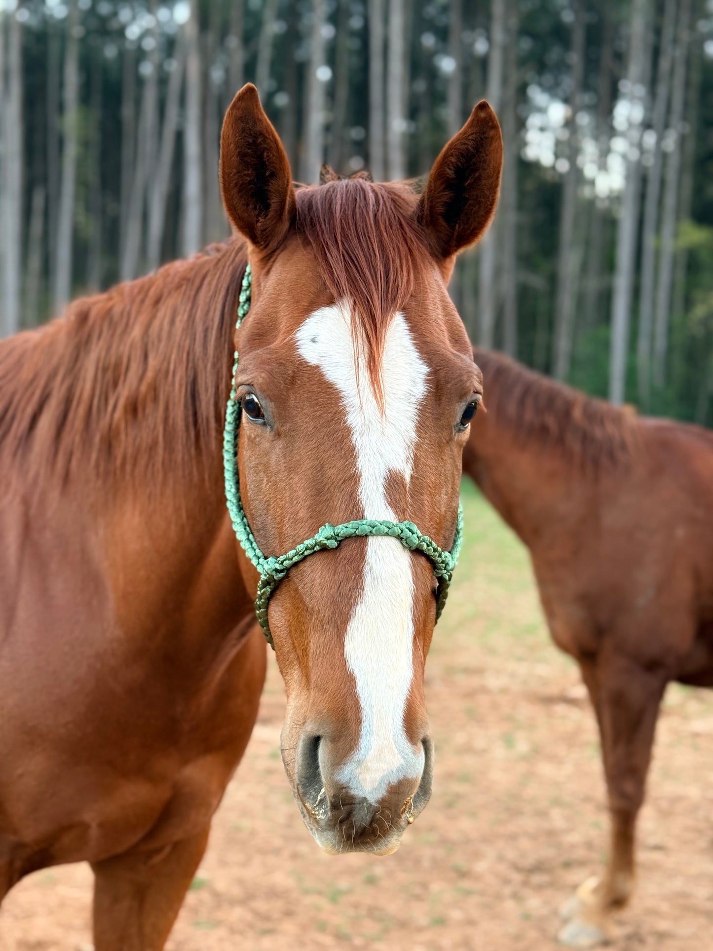 Knotty Nose Mule Tape Halter