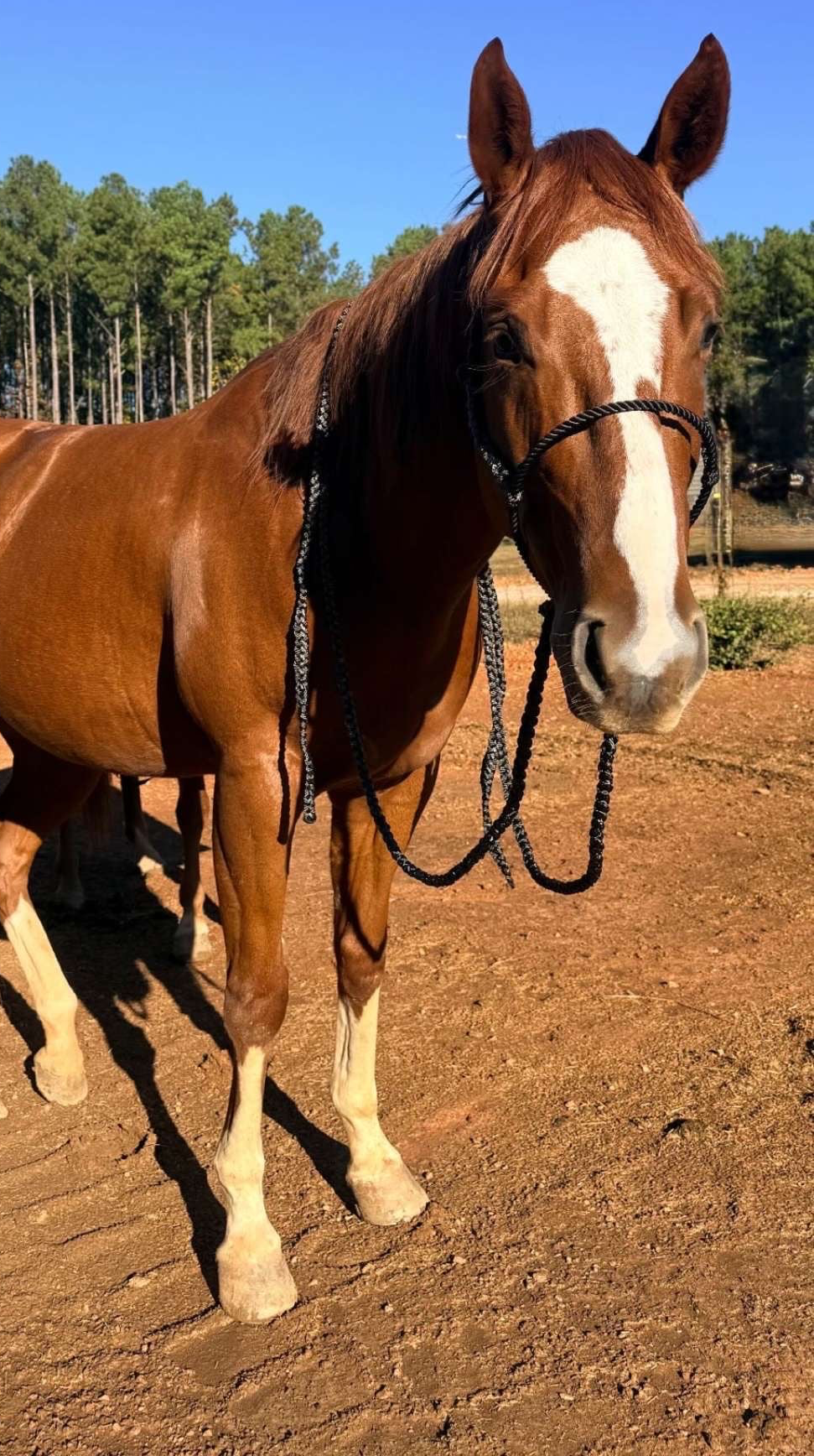 Mule Tape Loping Halter