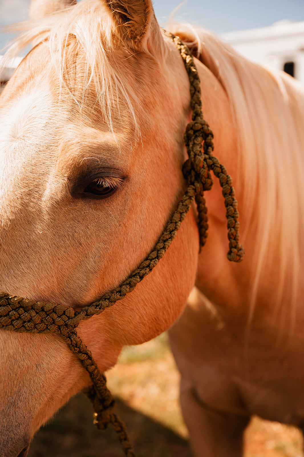*One Color Mule Tape Halter + Lead