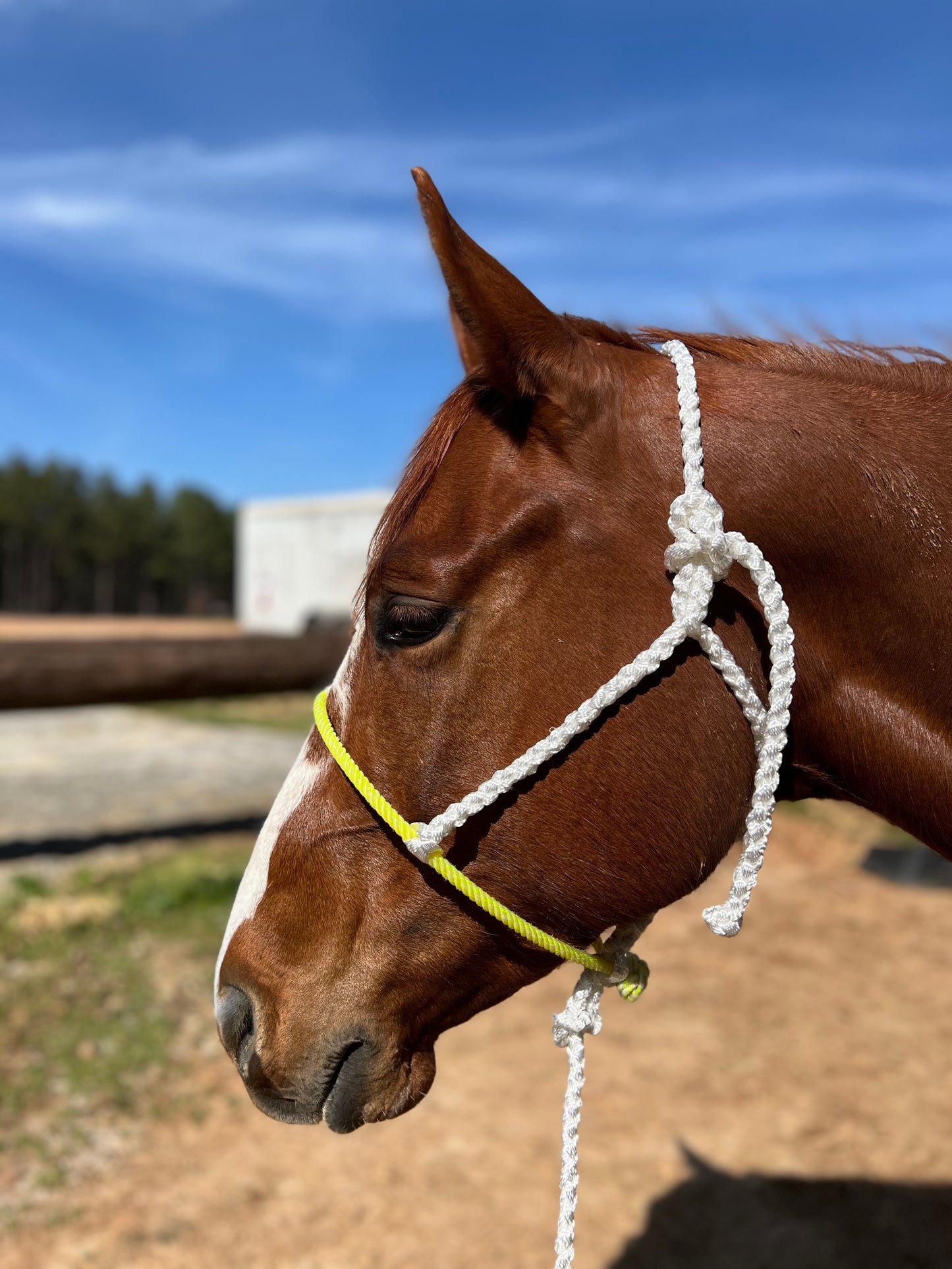 IN STOCK Mule Tape Halter + Lead