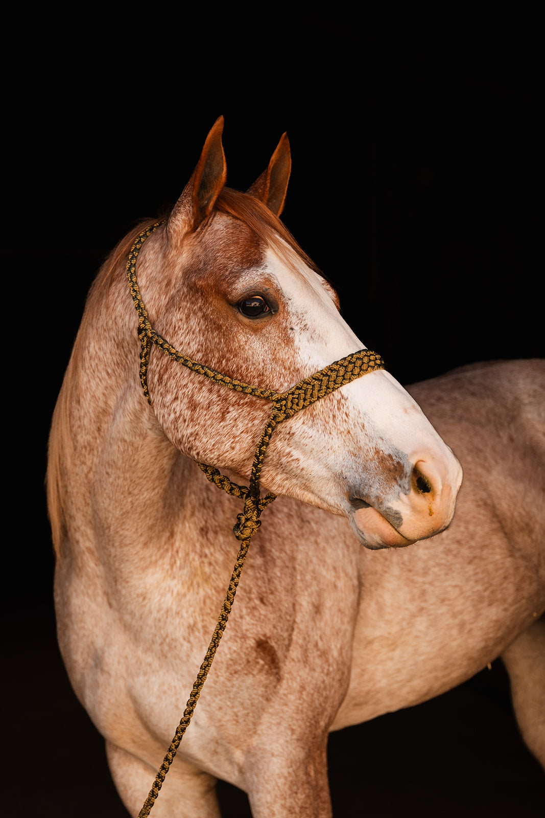 *One Color Mule Tape Halter + Lead
