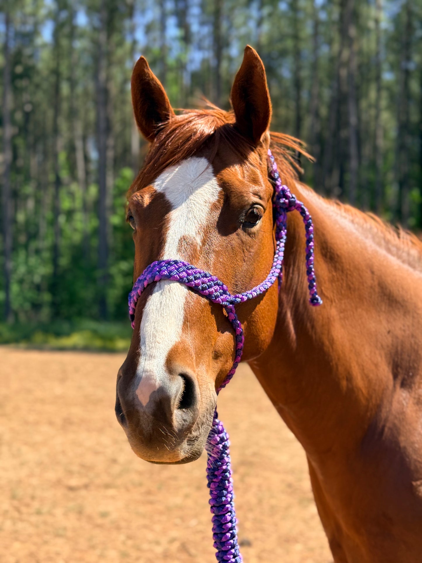 *Two Color Mule Tape Halter + Lead