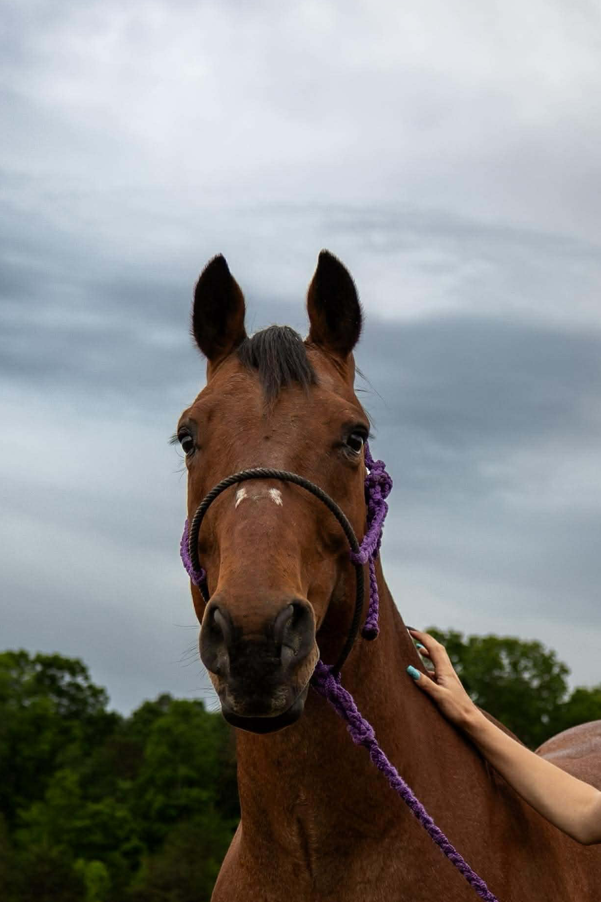 Quick Snap Lariat Mule Tape Halter + Lead