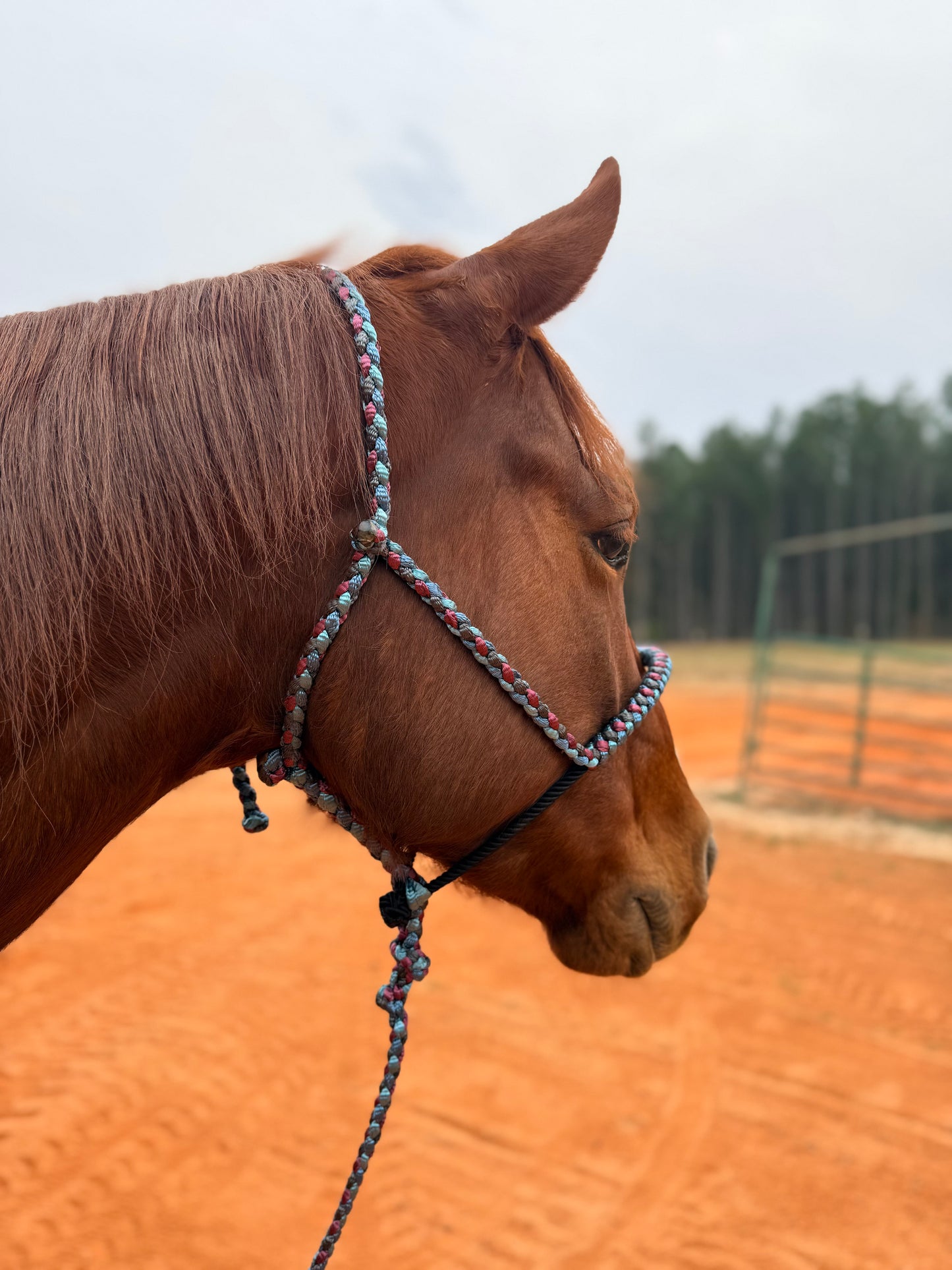 Quick Snap Lariat Mule Tape Halter + Lead (braided nose)