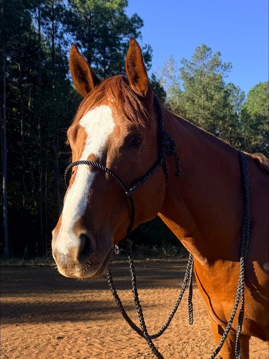 Mule Tape Loping Halter