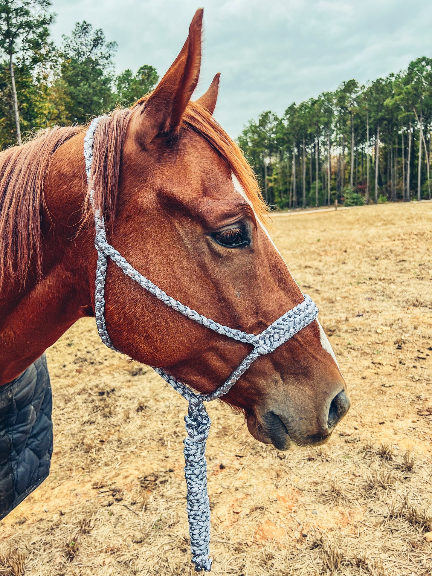 One Color Mule Tape Halter + Lead