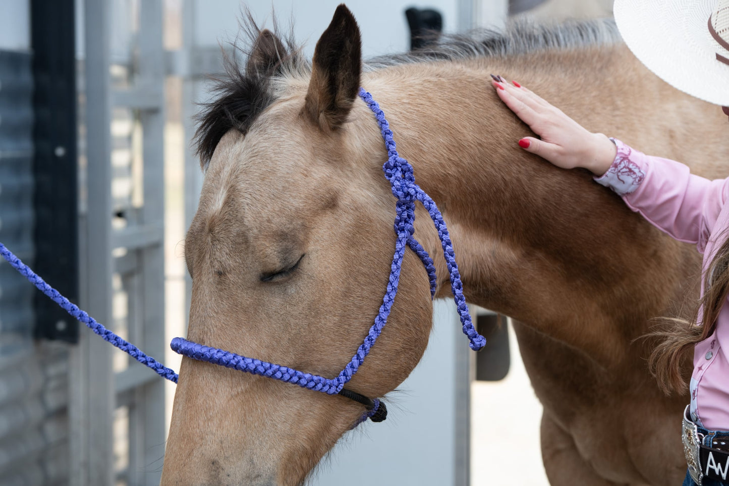 *Lariat Mule Tape Halter + Lead (braided nose)