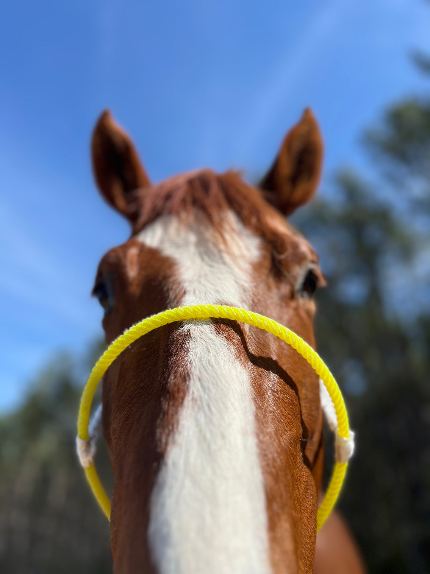 IN STOCK Mule Tape Halter + Lead