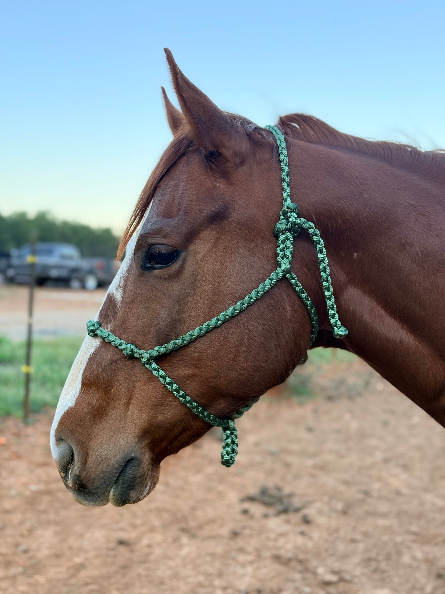 Knotty Nose Mule Tape Halter
