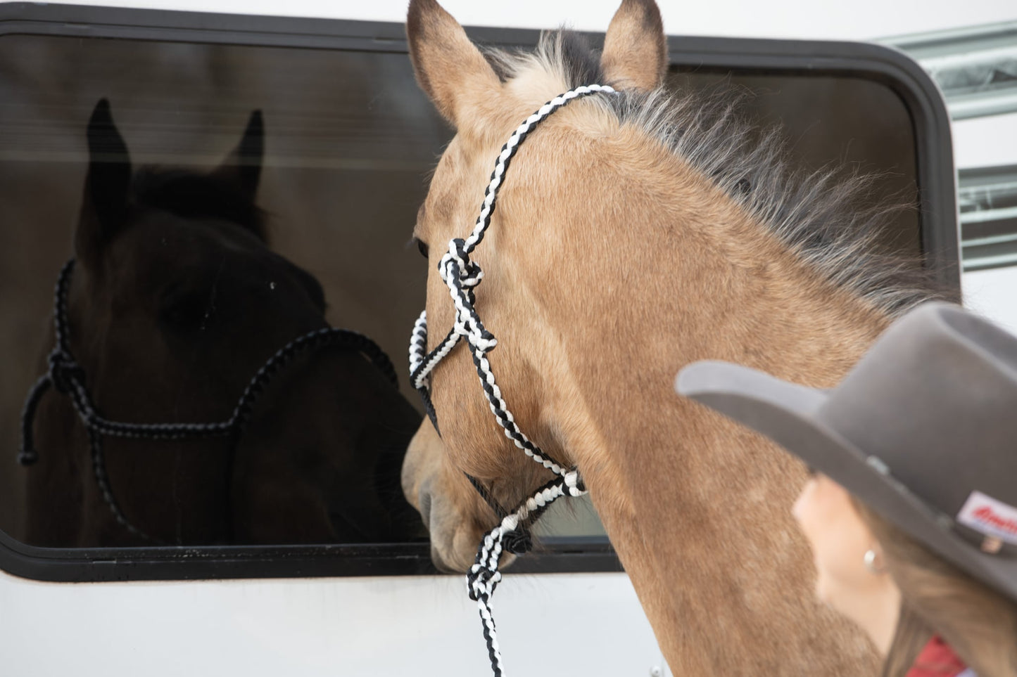 *Lariat Mule Tape Halter + Lead (braided nose)