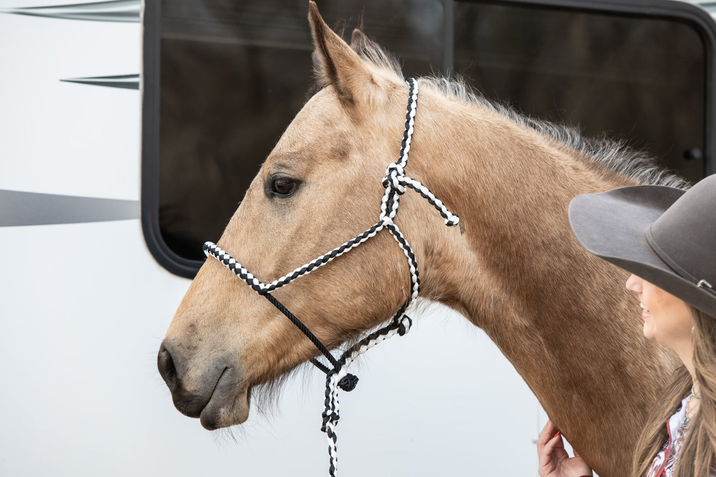*Lariat Mule Tape Halter + Lead (braided nose)